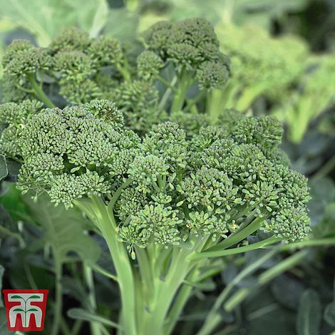 Broccoli Sweet Returns F1 (Calabrini) (White Sprouting) - Seeds