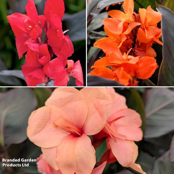 Canna x generalis 'Cannova Trio'