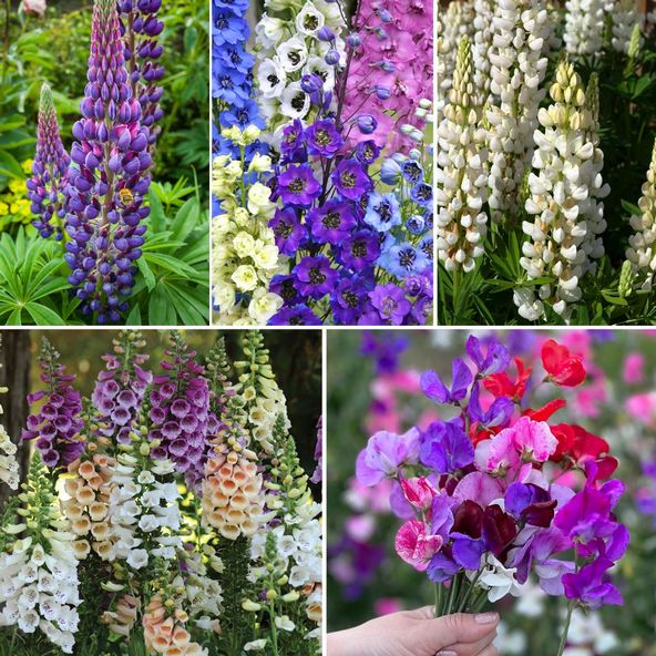 Chelsea Flower Show Collection
