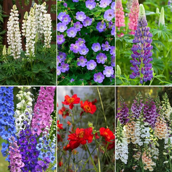 Chelsea Cottage Garden Collection