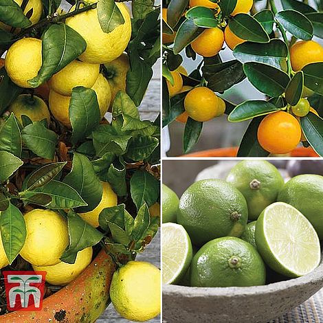 Patio Plant for Home Office /& Conservatory 9cm Pot x 1 by Thompson /& Morgan Lime Tree Citrus Fruit Houseplant Grow Your Own