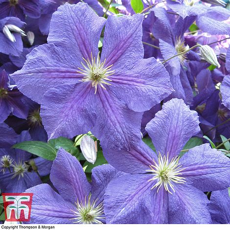 Walls Patio and Containers Fences Potted Garden Plants Ideal for Cottage Gardens 2 x 3 Litre Pot Thompson /& Morgan Hardy Perennial Clematis /‘Perle d/’Azur/’ Late Flowering Climber
