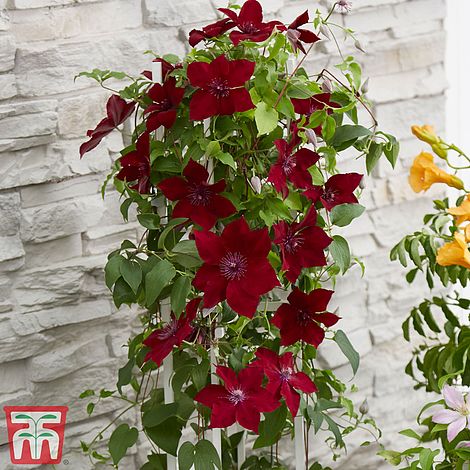 Fences 1 x 3 Litre Pot Thompson & Morgan Hardy Perennial Clematis ‘Nelly Moser’ Flowering Climber Patio and Containers Potted Garden Plants Ideal for Cottage Gardens Walls