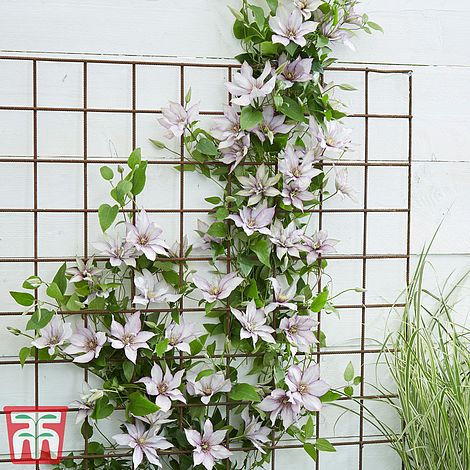 Fences 1 x 3 Litre Pot Thompson & Morgan Hardy Perennial Clematis ‘Nelly Moser’ Flowering Climber Patio and Containers Potted Garden Plants Ideal for Cottage Gardens Walls