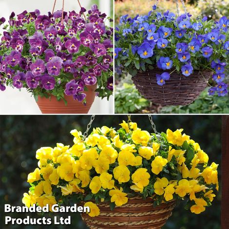 Pansy Cool Wave Collection