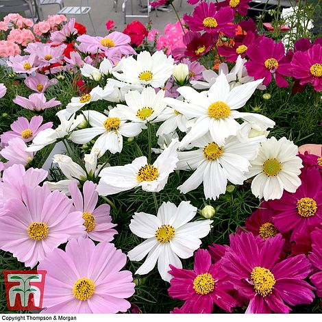 Cosmos bipinnatus Apollo Mixed