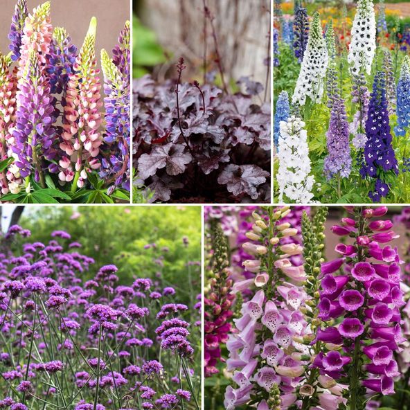 Cottage Garden Collection