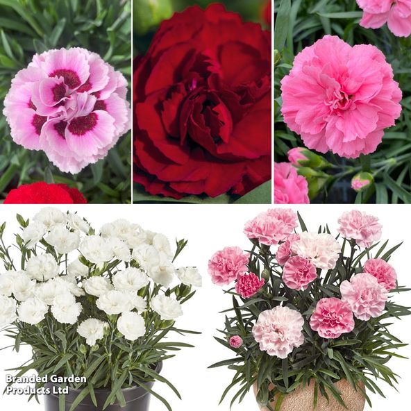 Dianthus Sweet Pleasure Collection