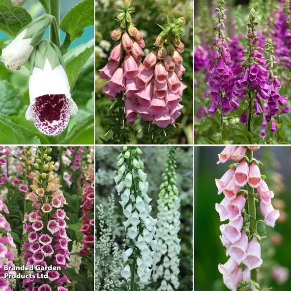 Fabulous Foxglove Collection