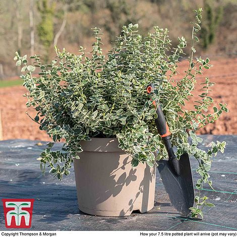 3 X Euonymus fortunei Emerald Gaiety Spindle Evergreen Hardy Shrub 9cm Pot