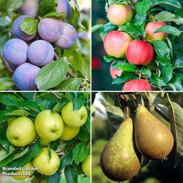 Customer Favourite Patio Fruit Tree Collection