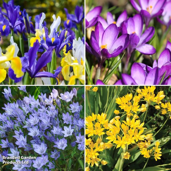 Spring Harmony Bulb Collection
