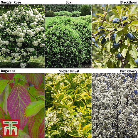 Hedging Saver Collection