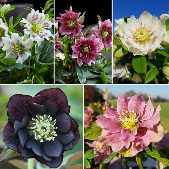 Helleborus Double Mix Collection