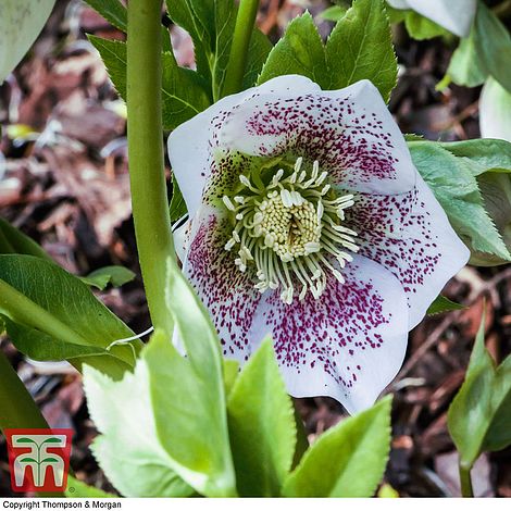 Hellebore 'Hello White'