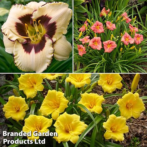 Hemerocallis Re-Blooming Collection