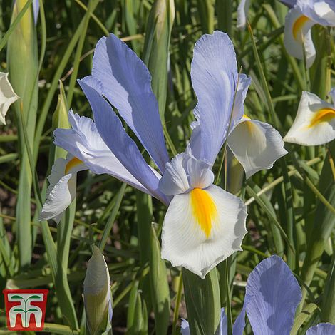 Iris 'Silvery Beauty'