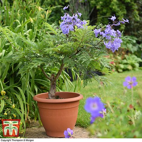 2x Calla Lily Bulbs Seed Perennial Gardening Rhizomes Flower Roots Plants Bonsai 