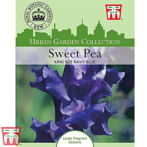 Kings Semences-Sweet Pea Oxford Blue 20 graines
