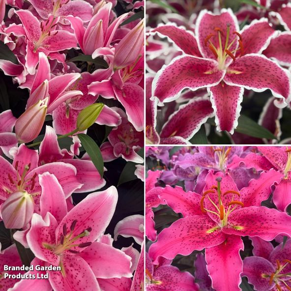 Lily Old Fashioned Speckles Collection