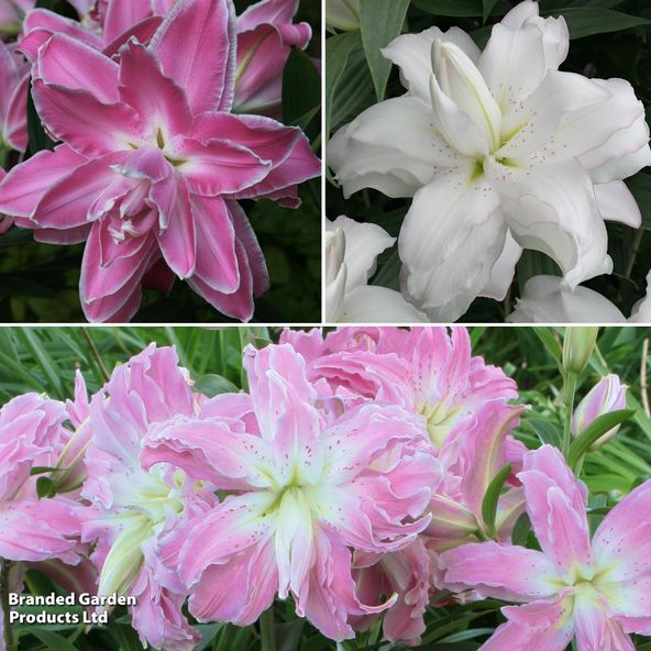 Lily Lotus Trio