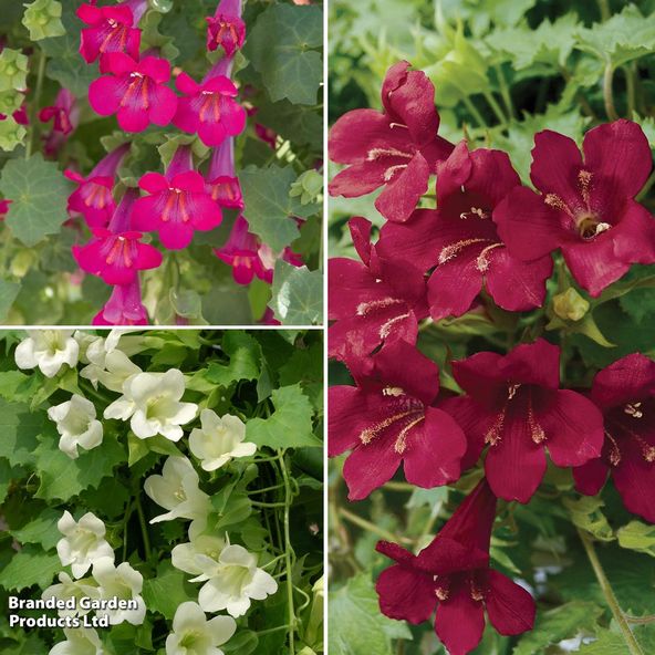 Lophospermum 'Lofos Compact Trio'
