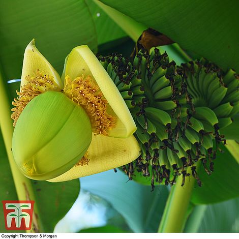 Ovocie banánovníka Musa basjoo