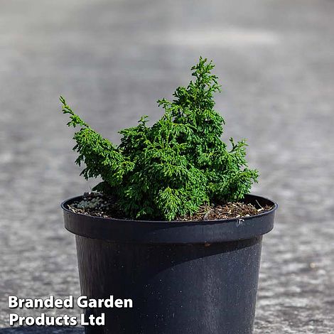 Chamaecyparis obtusa 'Maureen'