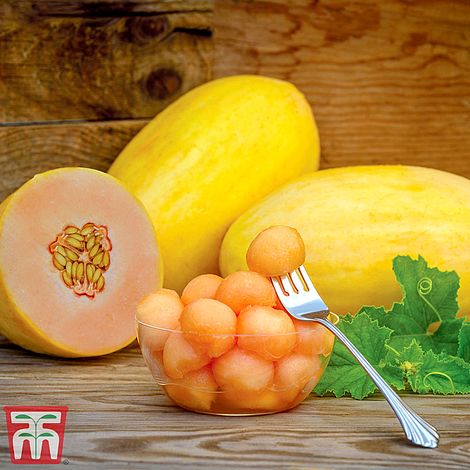 Melon 'Mangomel' F1 Hybrid - Seeds