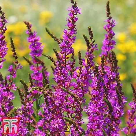 Lythrum salicaria 'Morden Pink'