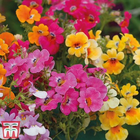 Nemesia strumosa compacta Tapestry - Seeds