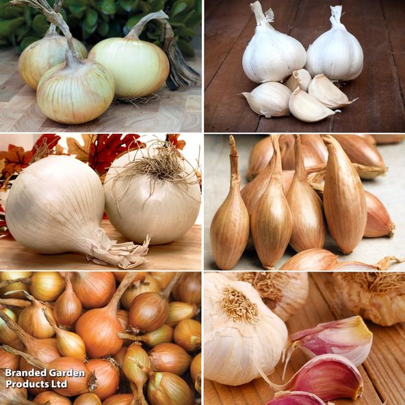 Onion, Garlic & Shallot Autumn Collection