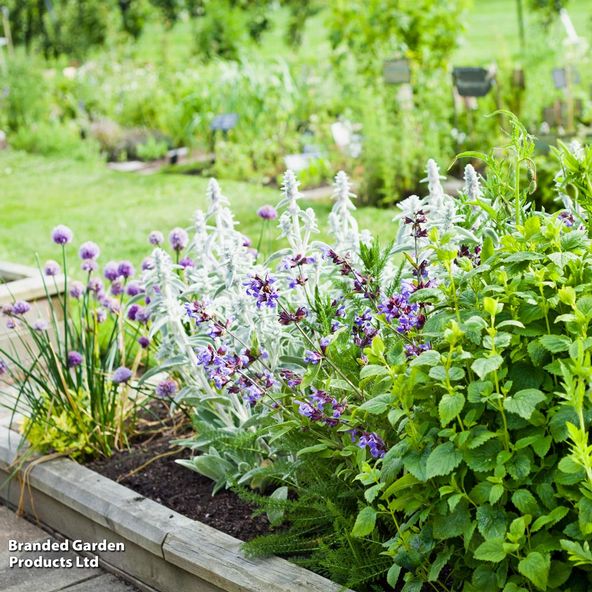 Nurserymans Choice Herbs