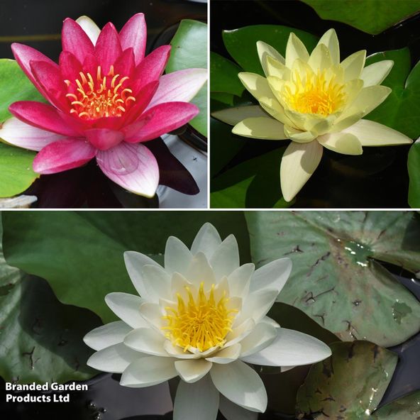 Nurseryman's Choice Water Lily