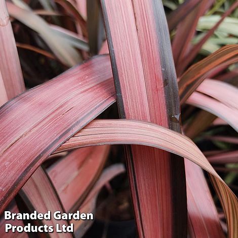 Phormium Evening Glow