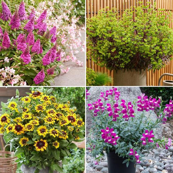 Pollinator Paradise Bundle