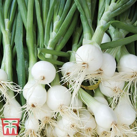Thompson And Morgan Spring Onion Pompeii 125 Seeds Sow By Sept 2022 