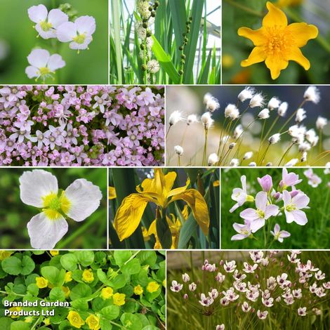 Nurseryman's Choice Marginal Pond Plant