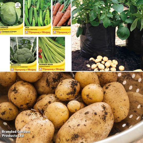 Potato Maris Piper TandM Patio Kit