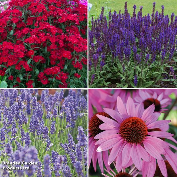 Plants for Pollinators Perennial Collection