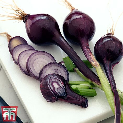 Spring Onion 'Purplette' - Kew Collection Seeds