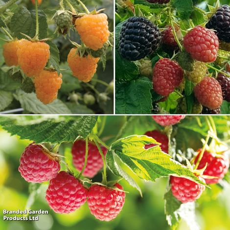 Raspberry Colour Trio (Autumn fruiting)