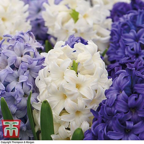 Hyacinth Bulbs Hardy Indoor Plant Supplied as 8 x Hyacinth Rhapsody in Blue Mixture Bulbs by Thompson & Morgan Rhapsody in Blue Mixture with Blue and White Flowers
