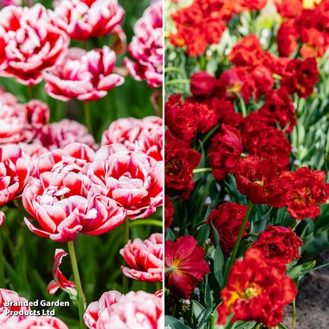 Tulip Romance Collection