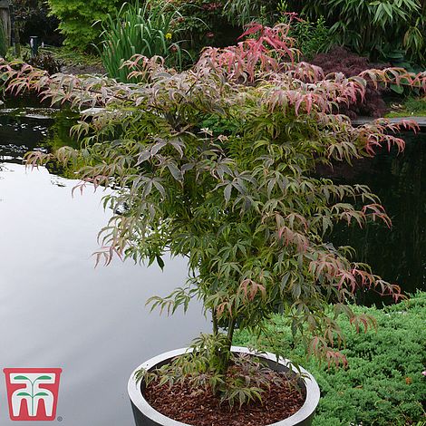 Acer Palmatum Shirazz Japanese Maple Tree 3L Pot