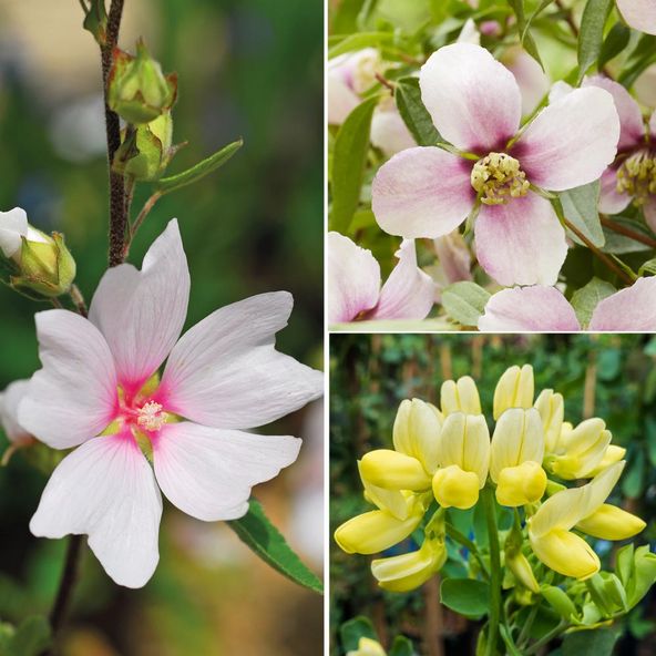 Scented Shrub Collection