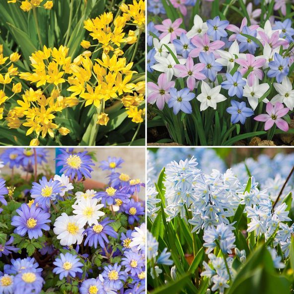 Spring Bulb Mix