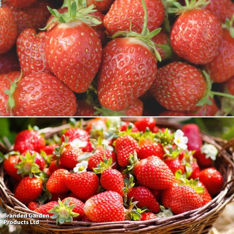 Strawberry Bright Duo