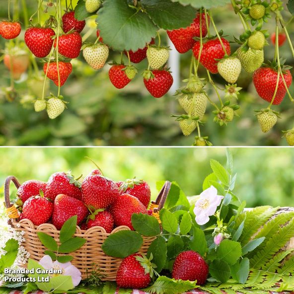 Strawberry Mid-Season Duo