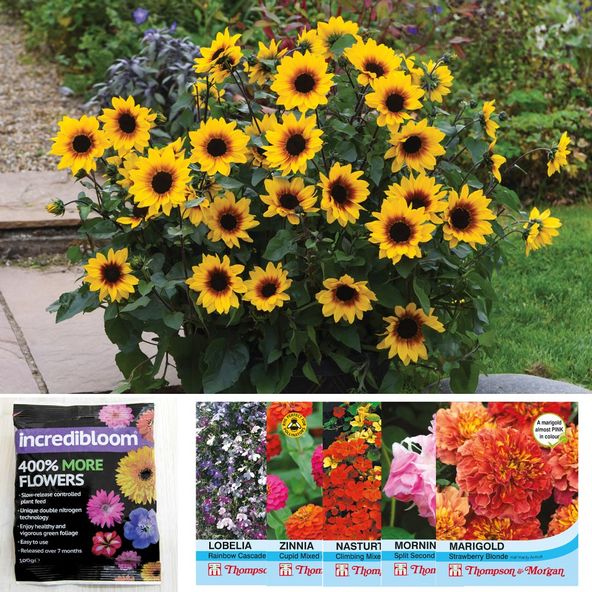 £31 SunBelievable Plant Bundle